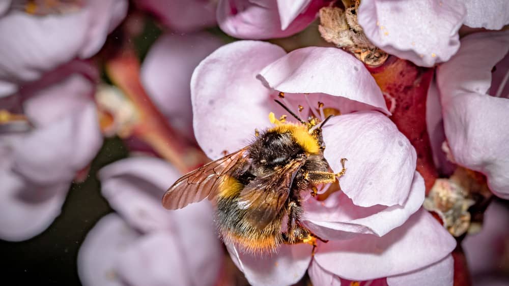 A photograph of a bee collecting pollen from a cherry tree blossom.