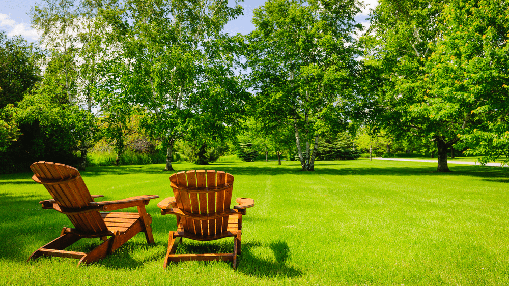 How to Get a Weed-Free Lawn
