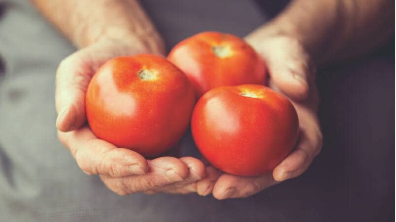 Tomatoes as Catalysts for Change