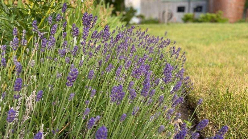 Danielle French’s 3 Ways to Use Lavender