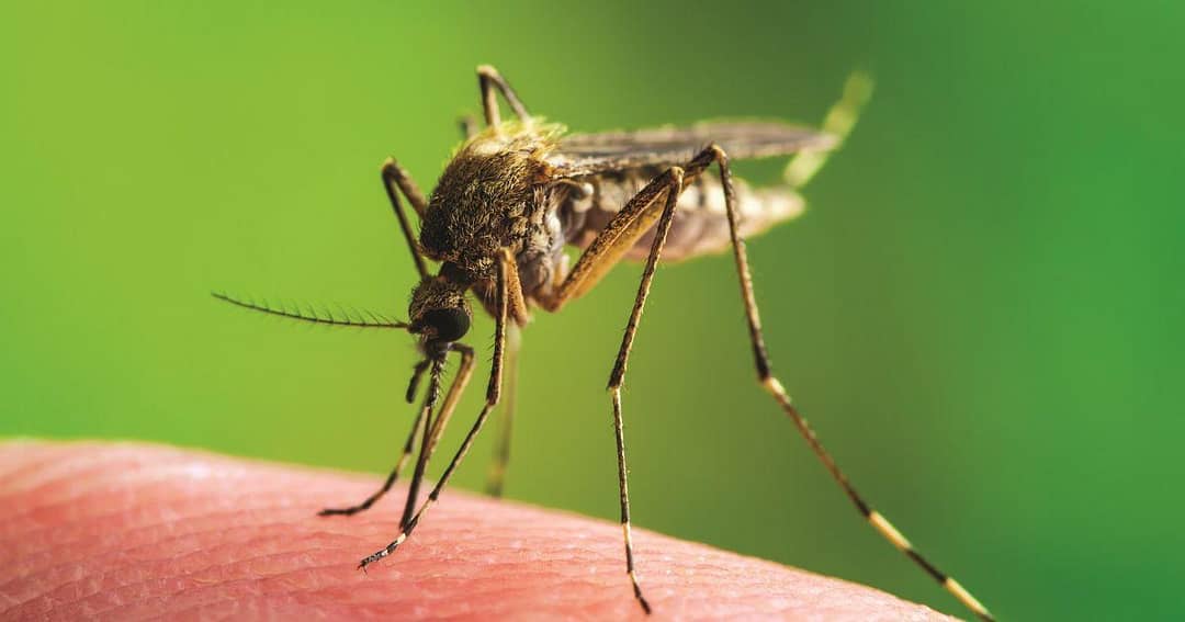 What to Know About West Nile Virus in Canada