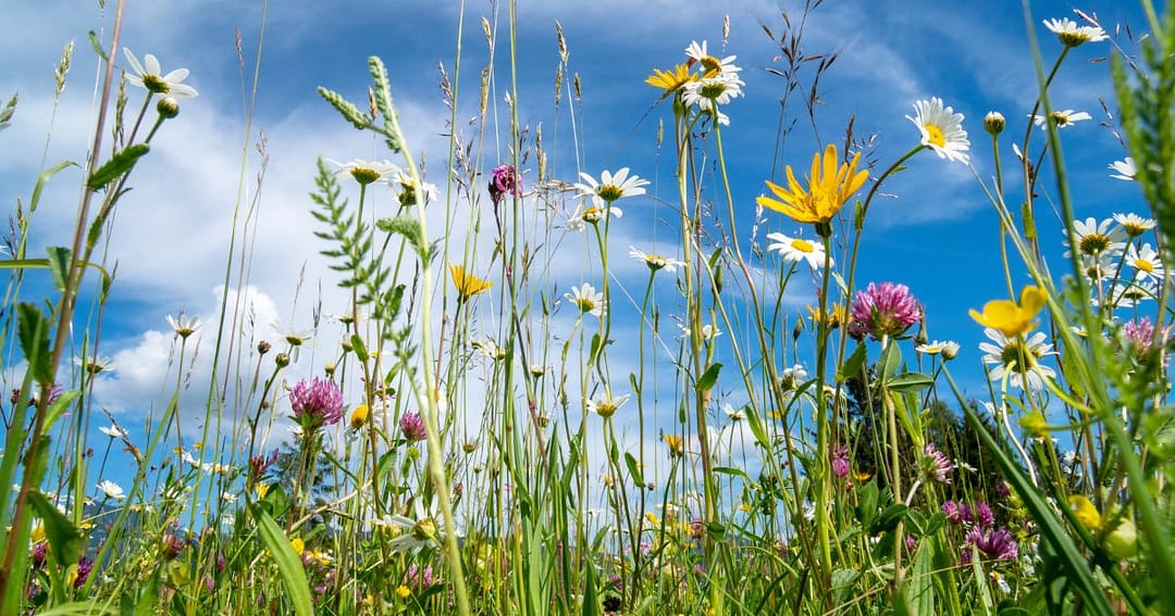 How to Create a Wildflower Meadow Garden