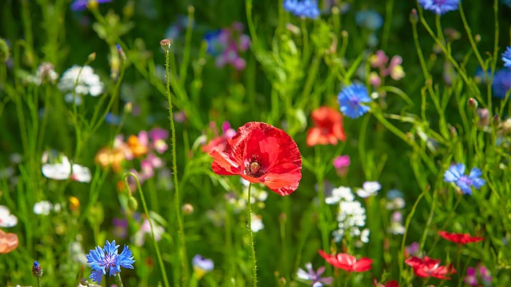 Top Annual Flowers for a Meadow Garden