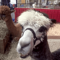 Alpaca Ontario at the Royal Winter Fair