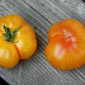 Harrowsmith Jr. - Pumpkin-Shaped Rumi Banjan Tomato