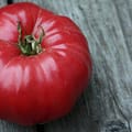 Harrowsmith Gen XYZ - Emma’s Edible Yard Save Tomato Stories with the Seeds