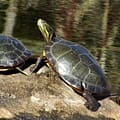 How to Protect Turtle Nests on Your Property