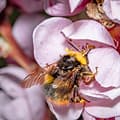 A photograph of a bee collecting pollen from a cherry tree blossom.