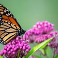 A photograph of a monarch butterfly resting on a purple flower.