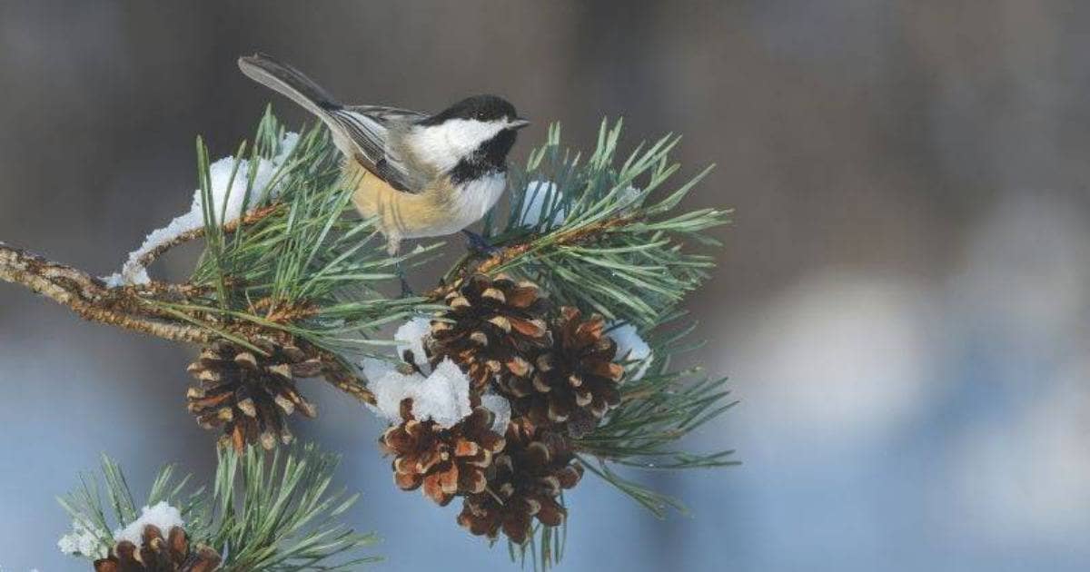 How to Attract the Most Desirable Winter Birds | Harrowsmith Magazine