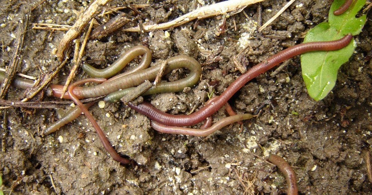 Dangerous Worms