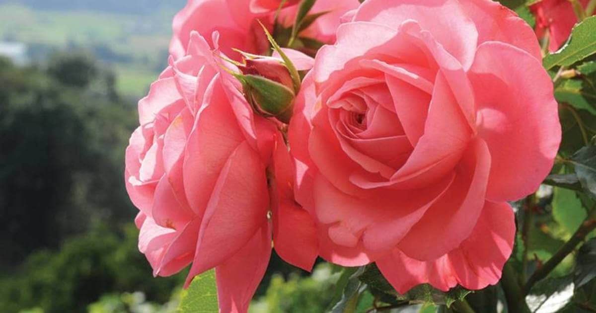 Now is the Time to Add Canadian Roses to Your Garden. Here’s Why