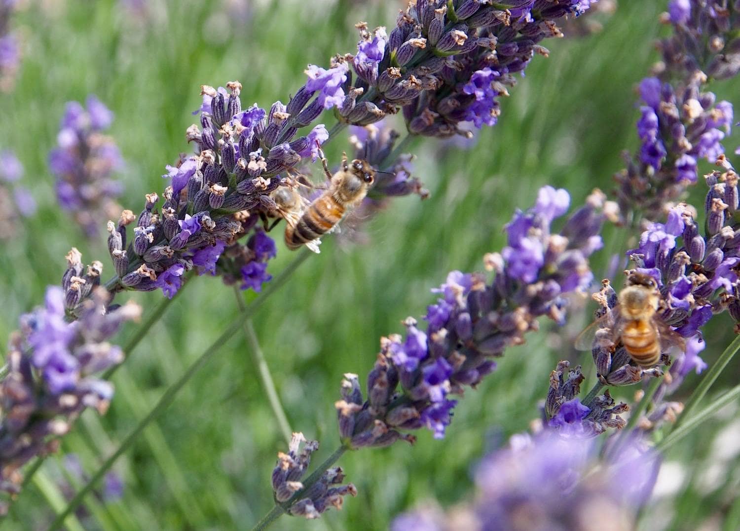 The Lure of Lavender