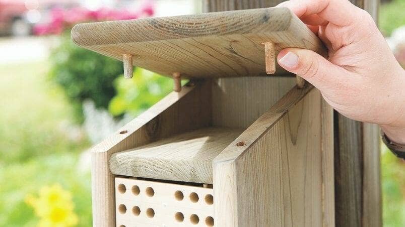 How to Build a Bee Box