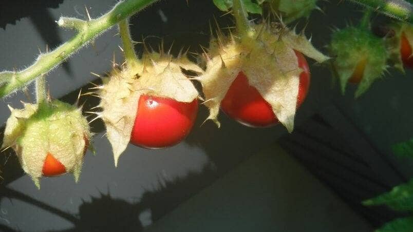 Harrowsmith Jr. – Litchi Tomato has Amazing Flavour (and Lots of Prickles!)