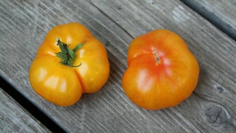 How to Grow ‘Rumi Banjan’ Tomatoes