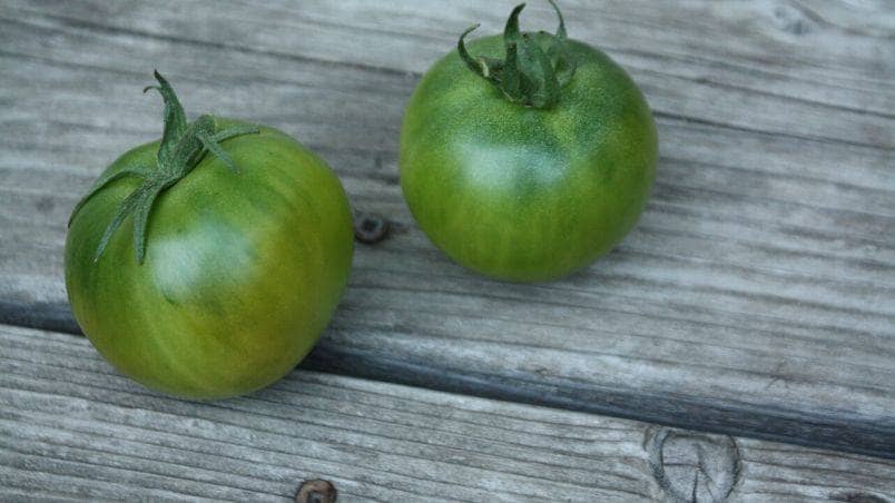 Harrowsmith Gen XYZ – Emma’s Edible Yard – A Delicious Green-When-Ripe Tomato on a Manageable Plant