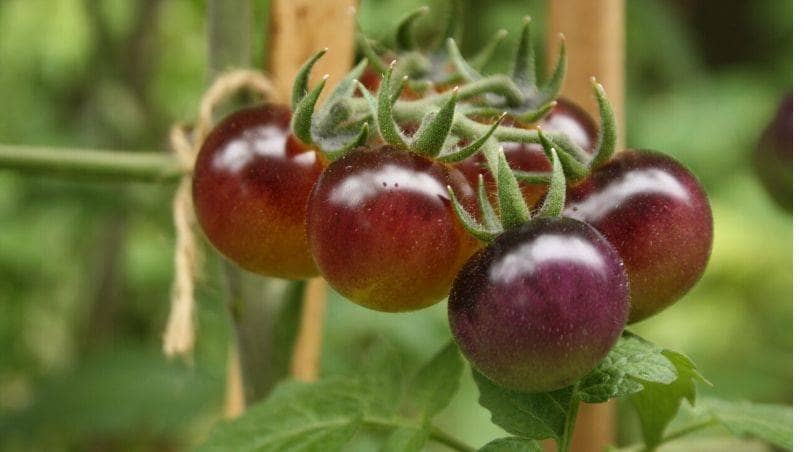 Harrowsmith Gen XYZ – Emma’s Edible Yard – A Tomato that Looks Like Candy