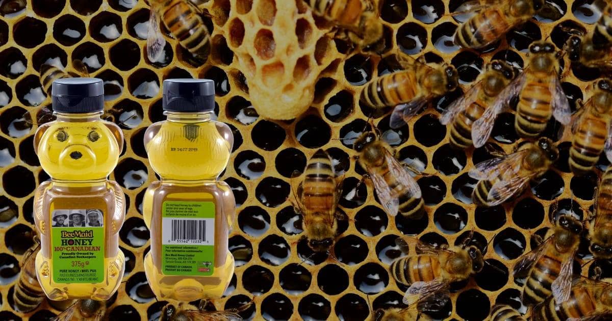Made in Canada – BeeMaid Honey