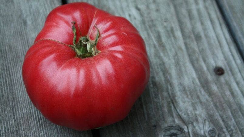 Harrowsmith Gen XYZ – Emma’s Edible Yard Save Tomato Stories with the Seeds