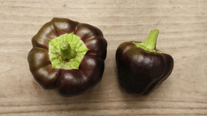 Harrowsmith Gen XYZ – Emma’s Edible Yard – This Gorgeous Pepper Produces Heavily on a Compact Plant
