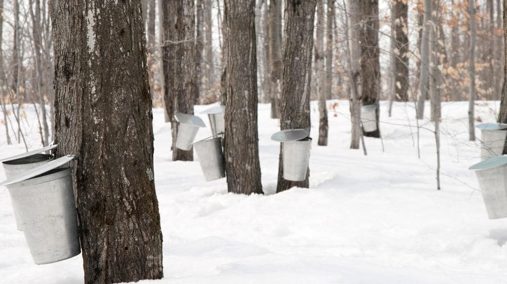 Sweet…It’s Maple Syrup Time