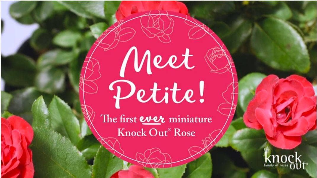 The Petite Knock Out® Rose