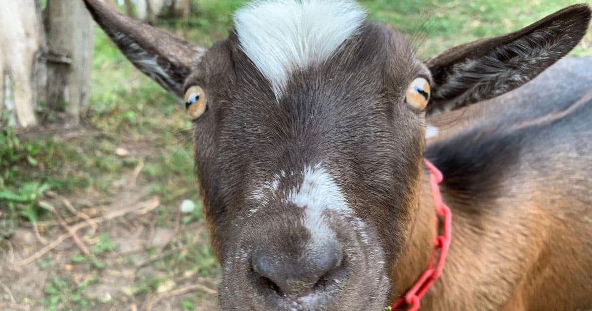 Goat Shmurgling in Port Hope, Ontario