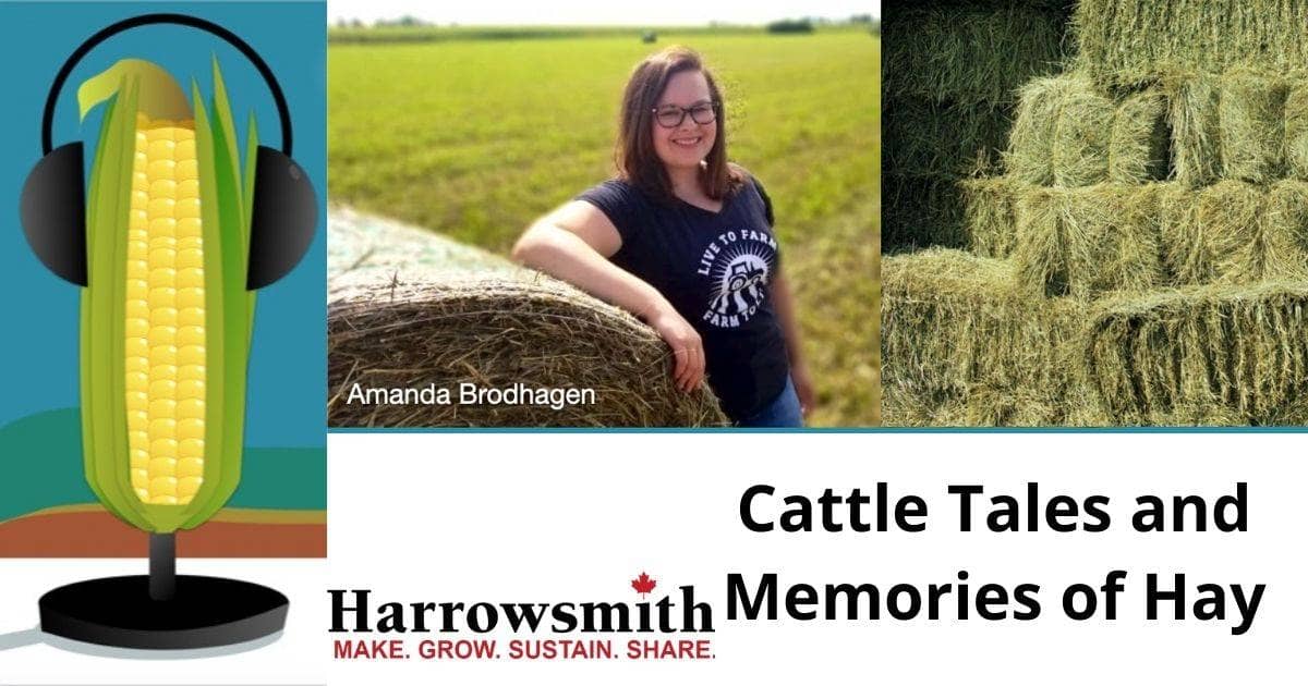 Cattle Tales and Memories of Hay