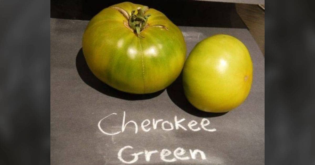 How to Grow the Three ‘Cherokee’ Tomatoes