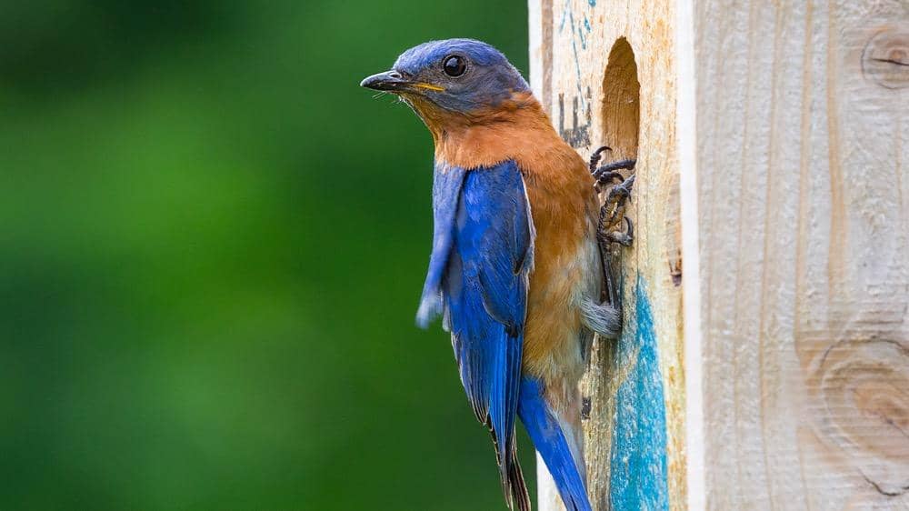 Make a Nesting Box for Eastern Bluebirds