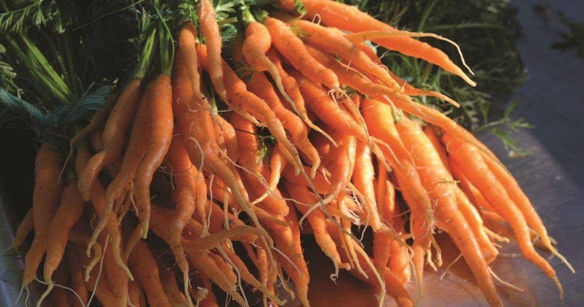 How to Start Carrot Seeds