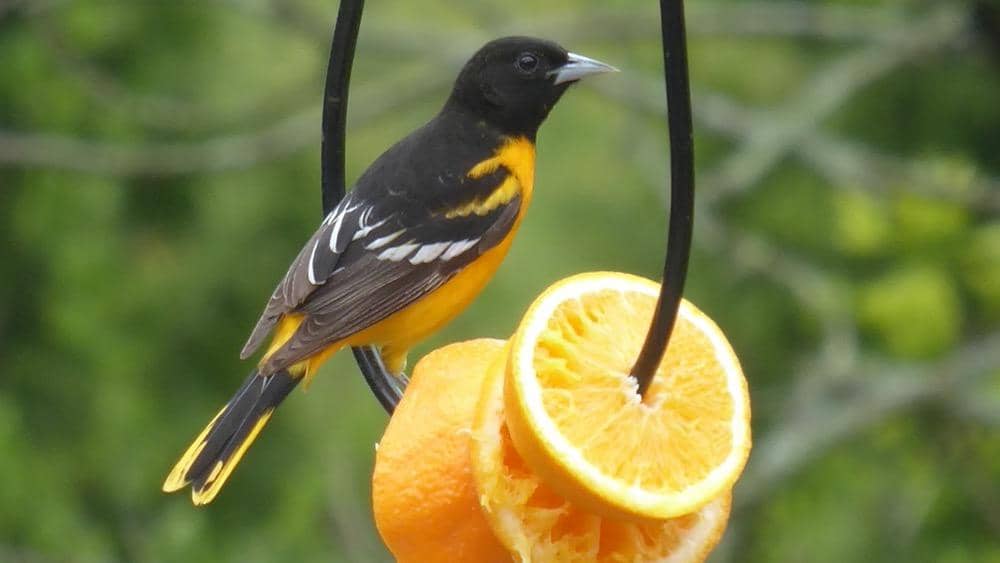 How to Attract & Admire Baltimore Orioles