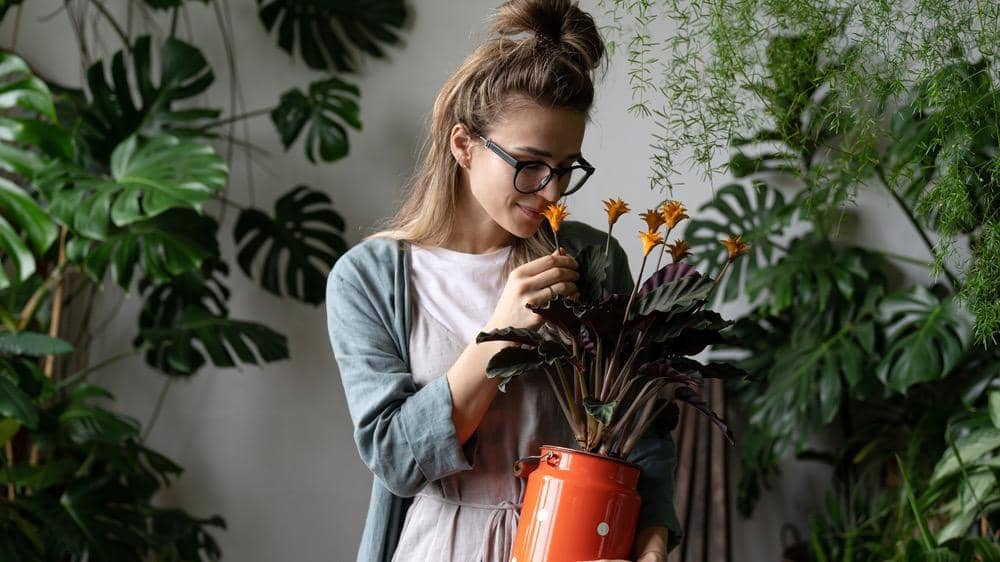 28 Best Indoor Plants