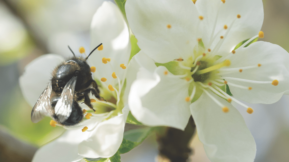 3 Ways to Bring on the Bees