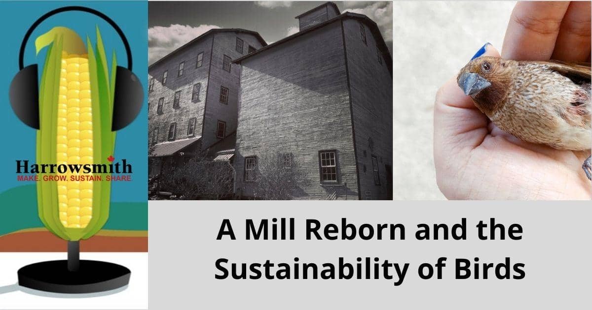A Mill Reborn and the Sustainability of Birds