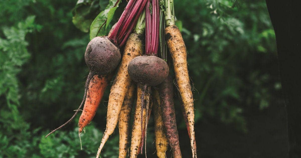 The Magic of Root Vegetables 