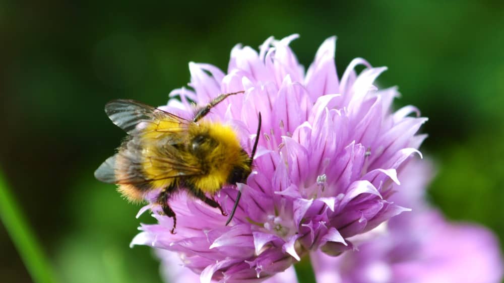 Best Plants to Attract Pollinators