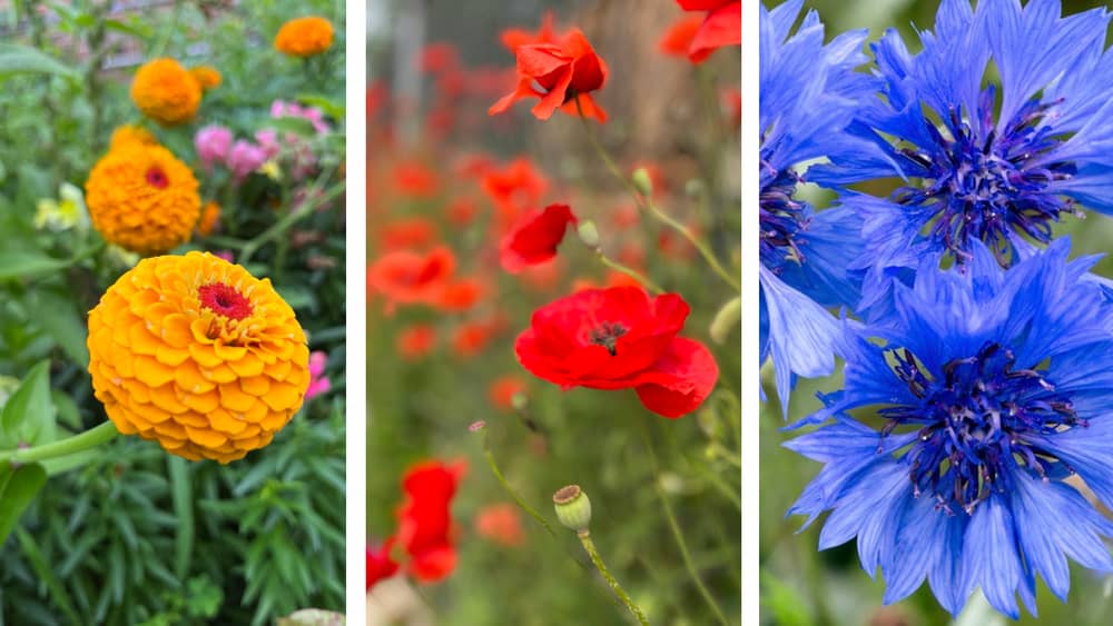 How to Create a Meadow with Annuals