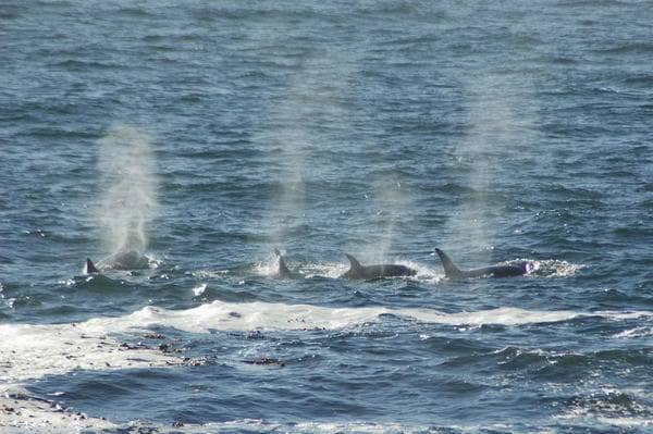 Orcas in Lennard Channel July 2010