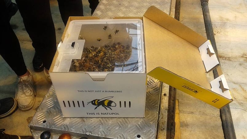 Iceland - bee box