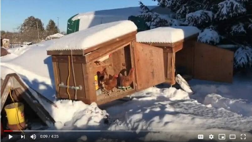 BACKYARD CHICKENS_ See Winter Houses in Action