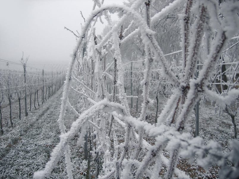 Frozen vineyard
